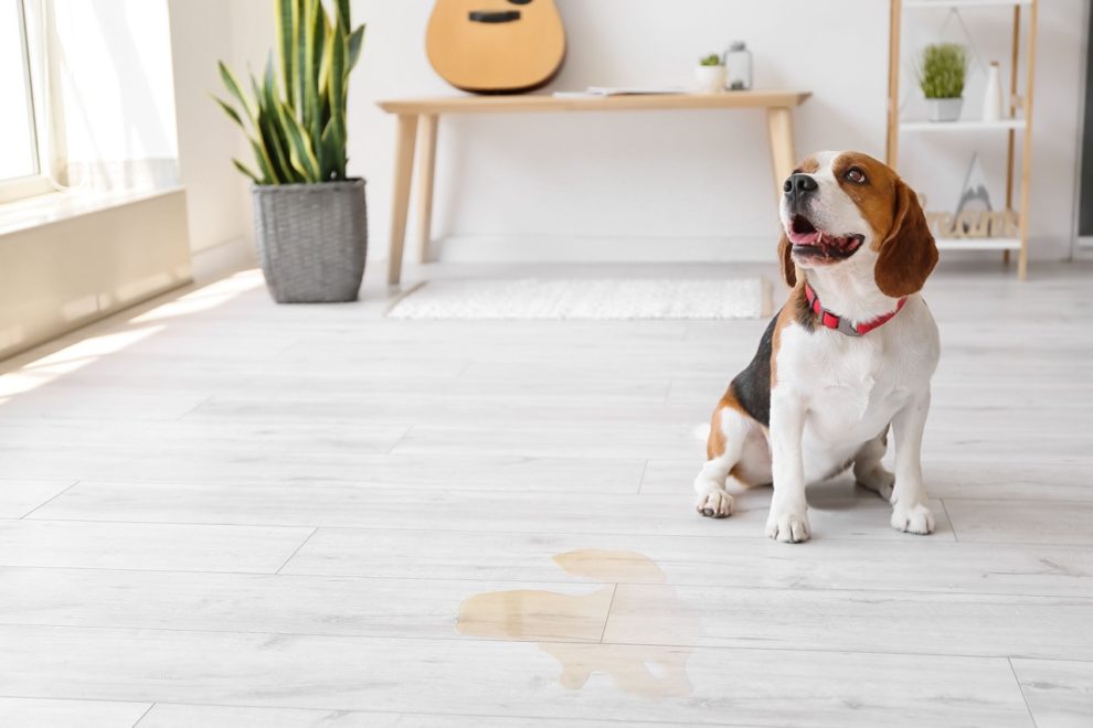 Hund Riecht Nach Urin