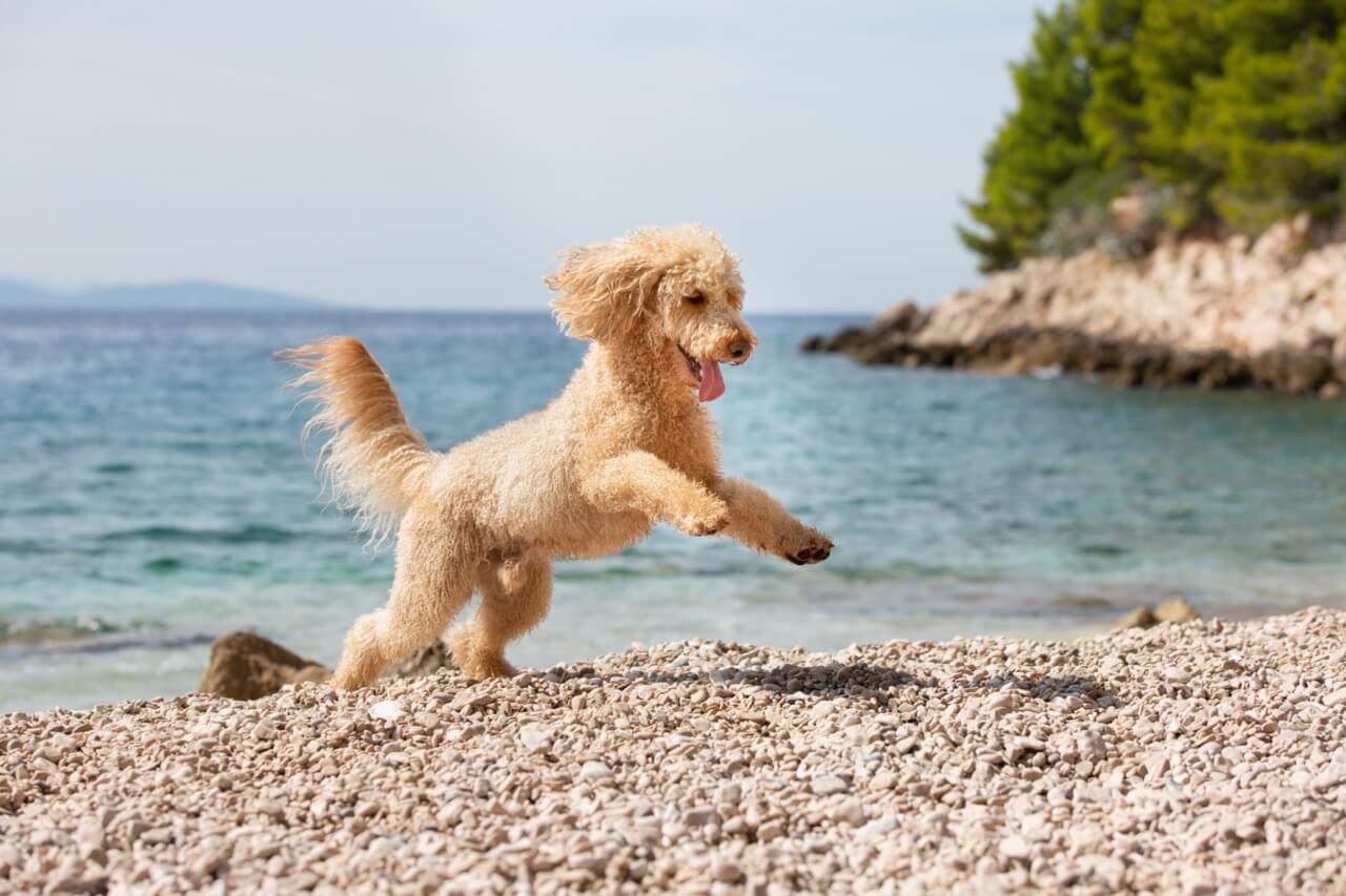 Springender Hund am Strand