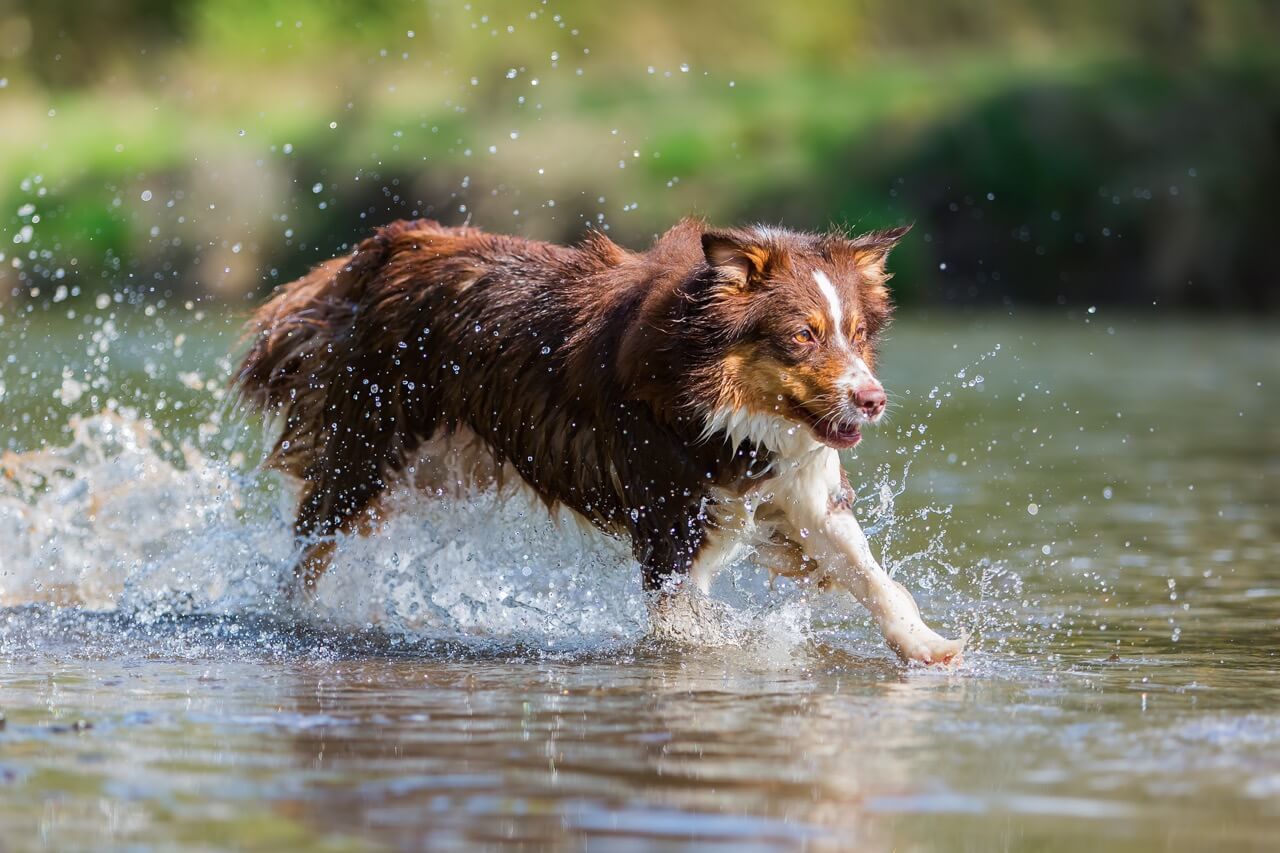 Warum stinken nasse Hunde