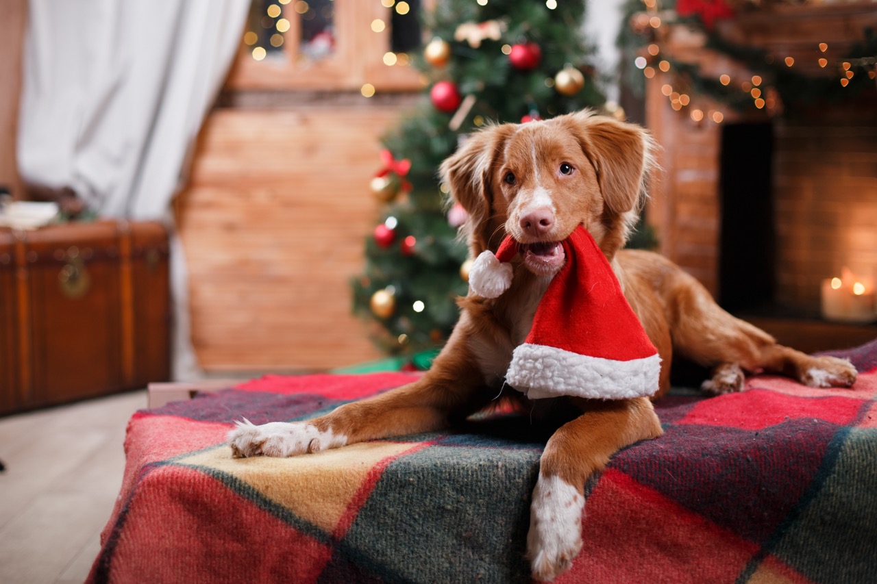 Hund wartet auf Weihnachtsgeschenke