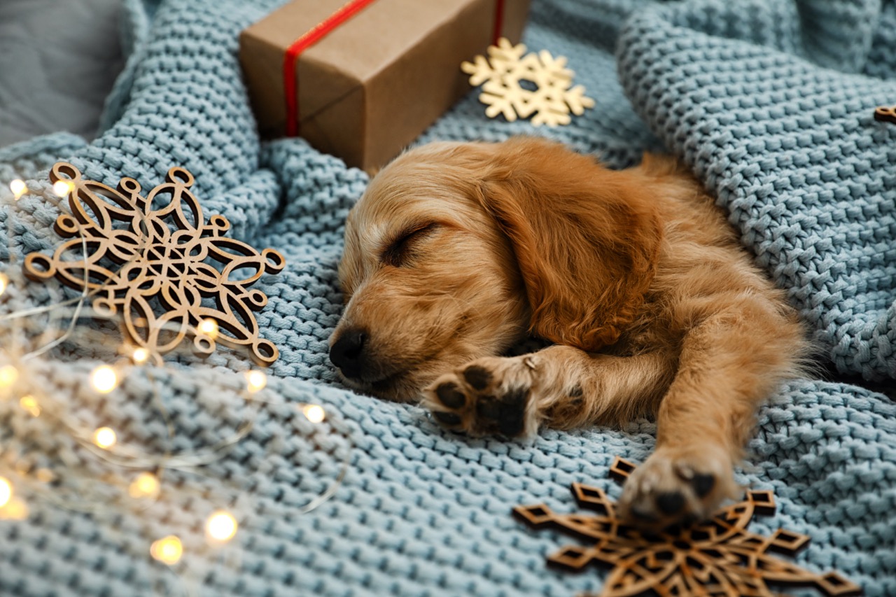 Hundebett als Weihnachtsgeschenk für Vierbeiner