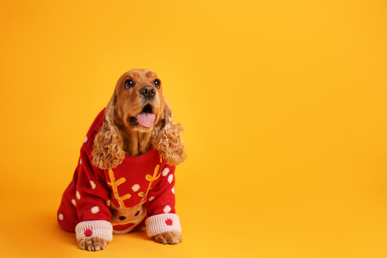 Weihnachtsgeschenke für Hunde - Weihnachtspullis als Geschenkidee