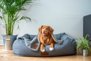 heybruno langhaar hund fellpflege ratgeber